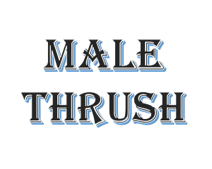 Male Thrush